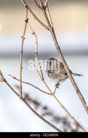 Piccoli uccelli che svernano Foto Stock