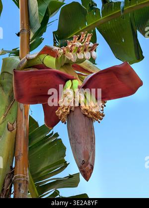 Primo piano di un fiore di banana e di un frutto giovane che emerge da una fioritura di banana viola, circondato da foglie verdi lussureggianti in un giardino tropicale soleggiato. Foto Stock