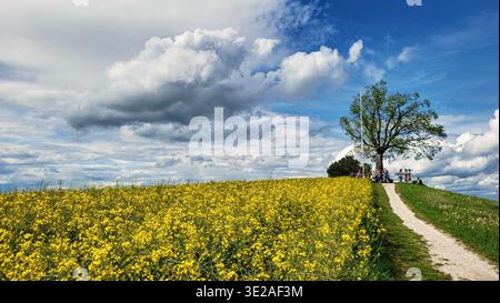 Pittoresco paesaggio primaverile su Belpberg, vicino a Berna, Svizzera, caratterizzato da un vibrante campo di colza giallo, un piccolo sentiero che conduce attraverso la scena. Foto Stock