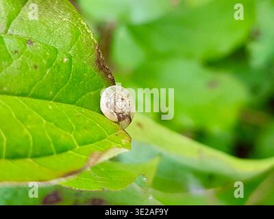 Una piccola e delicata conchiglia di lumaca poggia su una fresca foglia verde in natura. Lo sfondo verde leggermente sfocato migliora la composizione minimale. Foto Stock