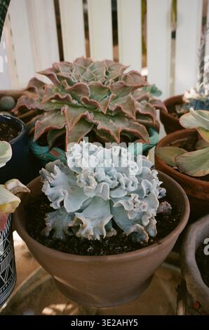 Una collezione di succulente si trova in varie pentole su un tavolo in un giardino sul retro. La luce del sole splende sulle piante, mostrandone forme e colori. Foto Stock