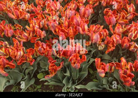 Guardando in basso un'aiuola piena di fiori di tulipani rasta Parrot color mulit, al Tulip Festival di Holland, Michigan, USA Foto Stock