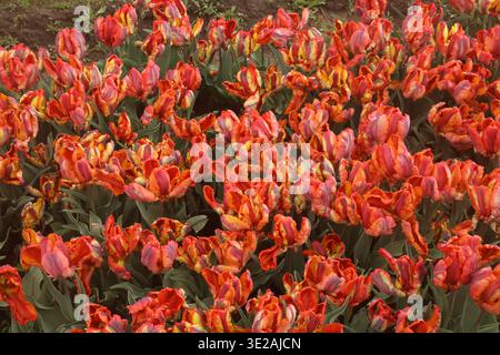 Guardando in basso un'aiuola piena di fiori di tulipani rasta Parrot color mulit, al Tulip Festival di Holland, Michigan, USA Foto Stock