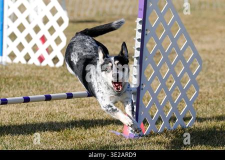 Cane corgi bianco e nero su un percorso di agilità abbaiando mentre passa sopra un salto Foto Stock