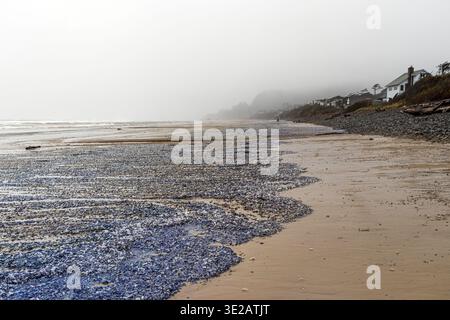 Velella velella arenata su una spiaggia, conosciuta anche come zattera di mare, marinaio al vento, vela viola o piccola vela, meduse bagnate nella sabbia Foto Stock