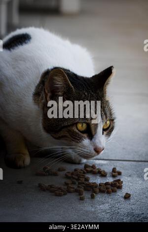 Un gatto con pelliccia prevalentemente bianca accentuata da segni di tabby, seduto a mangiare del cibo secco Foto Stock