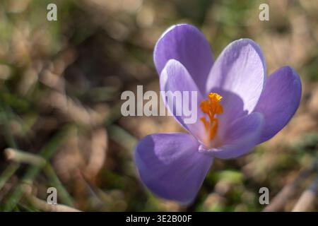Fiore di cocco viola singolo a fuoco nitido. Sei petali mostrano morbide tonalità lavanda. Al centro si illumina lo stilo arancione brillante. Erba verde sfocata e S Foto Stock