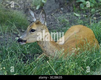 Il giovane cervo di Roe (Capreolus capreolus) fa il buck in un prato, da vicino. Un cervo rosso europeo con un cappotto estivo marrone-rossastro Foto Stock