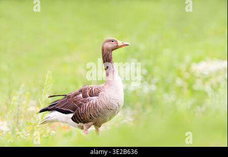 Primo piano di un'oca Greylag (Anser anser) con piumaggio grigio chiazzato e becco arancione brillante in guardia in un prato verde durante la primavera, Regno Unito. Foto Stock