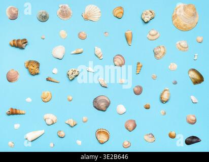 Collage di conchiglie di mare essiccate naturali su carta pastello di colore blu turchese Foto Stock