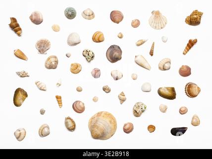 Collage di conchiglie di mare essiccate naturali su carta bianca Foto Stock