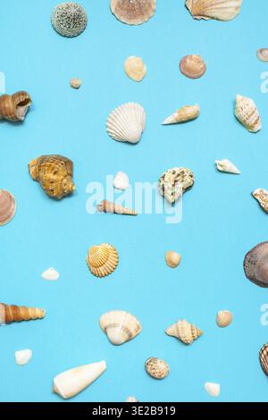 Vista dall'alto di molte conchiglie marine essiccate naturali su carta pastello color blu turchese Foto Stock