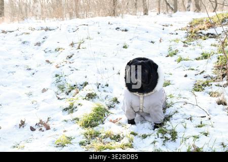 Bella ragazza nera indossata con una tuta calda grigia. Bel cane seduto sulla neve, erba verde, giorno di sole nella foresta invernale. Foto Stock