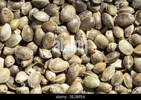 Sfondo alimentare - semi di canapa non sbucciati da vicino Foto Stock