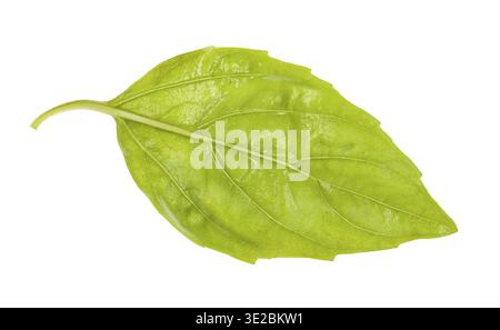 Lato posteriore della foglia umida di basilico verde fresco isolato su sfondo bianco Foto Stock
