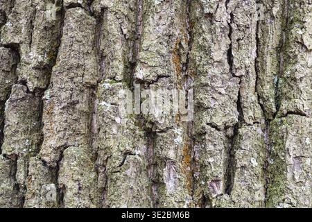 Struttura naturale - corteccia solcata su un vecchio tronco di quercia (quercus robur) da vicino Foto Stock