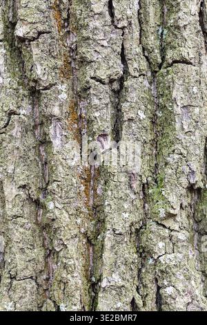 Texture naturale - corteccia intagliata e muschiata su un vecchio tronco di quercia (quercus robur) da vicino Foto Stock