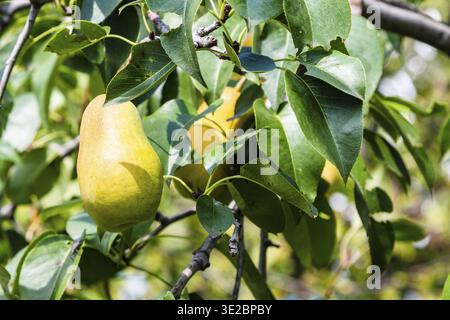 Viaggia verso la Georgia - frutto di pera gialla matura su ramoscello di pere nel frutteto di Kakheti in un giorno di sole autunno Foto Stock