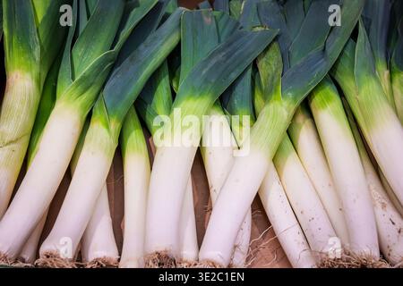 Una vista ravvicinata dall'alto di porri crudi freschi con gambi bianchi e foglie verdi vivaci, ordinatamente disposti in fila in un negozio di alimentari o in un mercato. Foto Stock