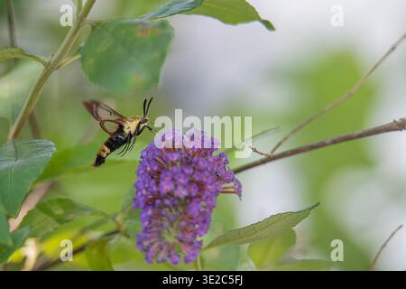 Bumblebee Moth si libra sopra un Butterfly Bush Foto Stock
