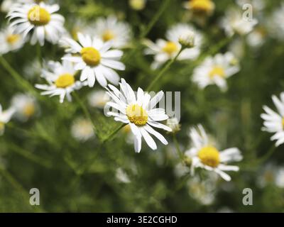 Campo verde con margherita bianca o fiori di camomilla Foto Stock