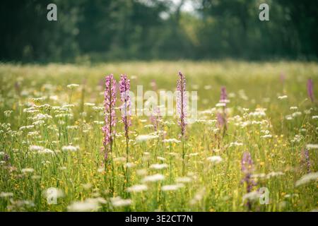 I fiori selvatici viola e bianchi riempiono un grande campo in primavera. La luce del sole splende sui fiori, creando una scena luminosa e vibrante con il verde Foto Stock