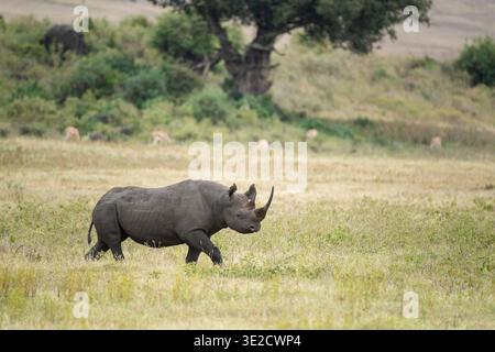 Rinoceronte nero, Diceros bicornis, cratere di Ngorongoro, Tanzania Foto Stock