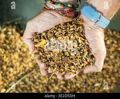 Dall'alto di mani maschili lavoratore stabile che trasporta muesli dieta con erbe e cereali per l'alimentazione dei cavalli al chiuso Foto Stock