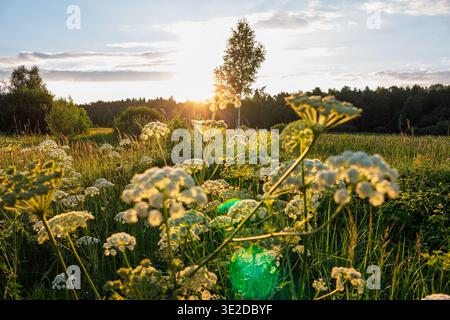 La luce dell'ora d'oro bagna un prato lussureggiante con il prezzemolo di mucca in fiore. I soffici raggi del sole sbirciano attraverso i fiori bianchi selvatici, creando un'estate serena Foto Stock