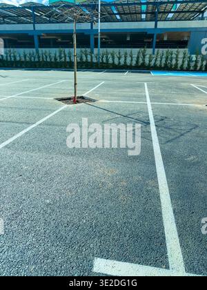 Un parcheggio mostra spazi vuoti con un singolo albero piantato in un foro. Il sole splende sulla scena. Piante verdi allineano lo sfondo. Foto Stock