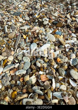 La gente cammina lungo la riva, osservando la varietà di conchiglie e pietre sparse sulla sabbia. La luce del sole si riflette sull'acqua e le onde si lavano delicatamente Foto Stock