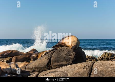Leoni marini che riposano sulla Rocky Shore con onde oceaniche che si schiantano sullo sfondo Foto Stock
