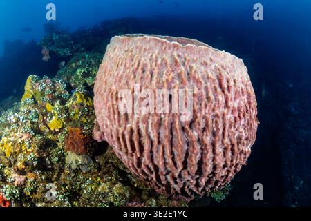 Vista ravvicinata che mostra le profonde creste e la consistenza di una grande spugna per fusti sott'acqua Foto Stock
