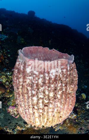Massiccia spugna rosa e bianca che si staglia contro l'acqua blu a Bali Foto Stock