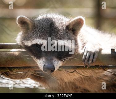Curioso procione arroccato sui rami degli alberi: Un'accattivante scorcio sulla fauna notturna, che mescola mistero, adattabilità e fascino naturale. Foto Stock