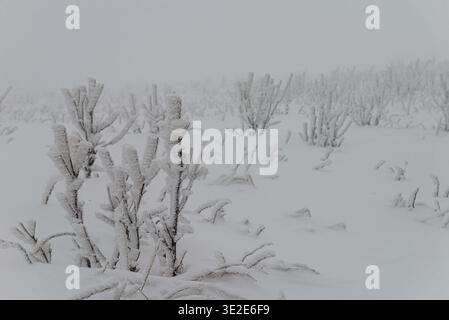 Primo piano di arbusti di montagna ghiacciati e cespugli ricoperti da spessi ghiacci bianchi e neve, creando una texture e un motivo invernali naturali dettagliati. Smerek Foto Stock