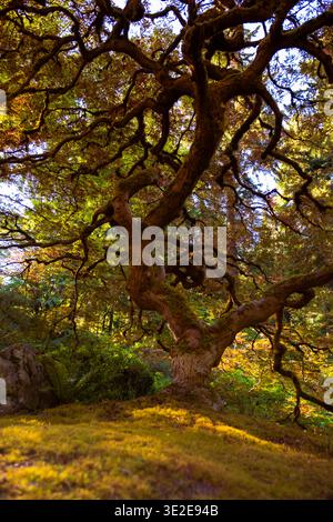 Un grande albero astratto con molti rami e foglie. L'albero è in una foresta, circondata dall'erba. Le foglie sono gialle. Foto Stock