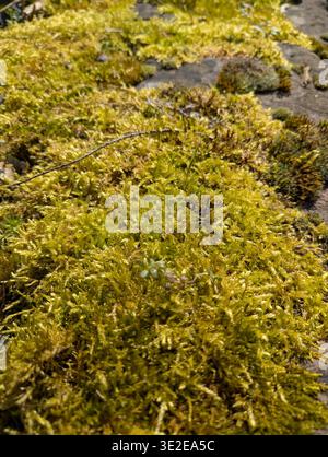 Strato di muschio ricco. Studio delle superfici di copertura del muschio rigoglioso. Esame di muschio giallo spesso su texture rocciose. Analisi di Dense Amber Moss Spread Acros Foto Stock