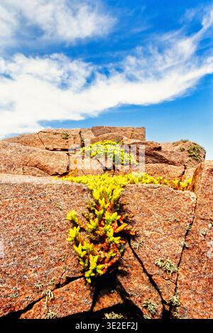 I fiori di pietra Goldmoss crescono su una scogliera Foto Stock