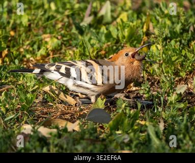 Hoopoe epoe epop dell'Eurasia (Upupa epops) che si nutrono di larve, Cipro Foto Stock
