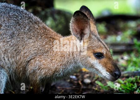 Primo piano ritratto di wallaby a collo rosso (Macropus rufogriseus) guardando verso l'alto la fotocamera Foto Stock