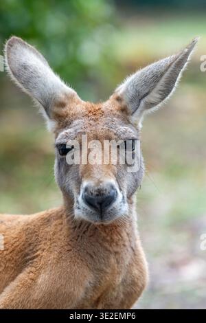 Primo piano del canguro rosso (Osphranter rufus), Maryborough, Queensland Foto Stock