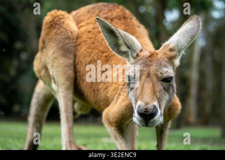 Primo piano del canguro rosso (Osphranter rufus), Maryborough, Queensland Foto Stock