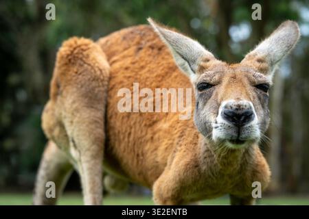 Primo piano del canguro rosso (Osphranter rufus), Maryborough, Queensland Foto Stock