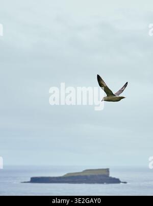 Gabbiano in aria con il tempo nuvoloso Foto Stock