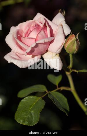 Primo piano di una rosa in piena fioritura con boccioli e foglie, Portland, Oregon Foto Stock