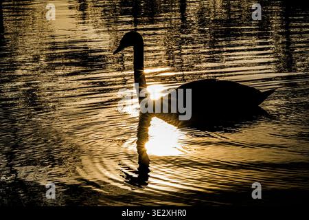 Foto Arnaud BEINAT/Maxppp. 2026/03/17, Metz, Mosella, Grand est, Francia. Arrivo un cygne sur le plan d'eau du centre-ville de Metz, au soleil couchant du printemps qui. Foto Stock