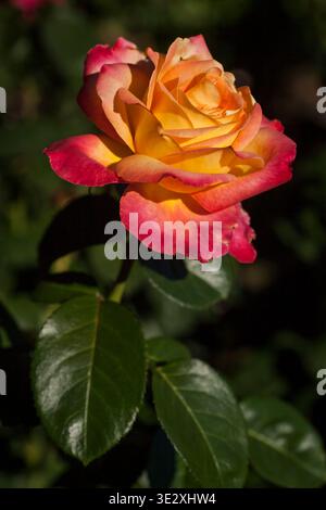 Foto ravvicinata di una rosa vibrante con petali rossi e gialli circondati da foglie verde scuro, Portland, Oregon Foto Stock