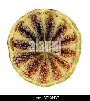 tagliare la testa di semi di papavero con semi di papavero isolati su sfondo bianco. Il papavero da oppio in latin Papaver somniferum viene coltivato nella Repubblica Ceca per il cibo Foto Stock