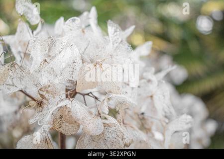 Fiori di ortensia, petali essiccati naturalmente, petali trasparenti Foto Stock